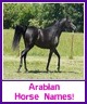 Arabian Horse Names