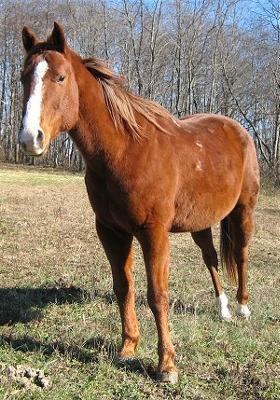 this is my dream horse