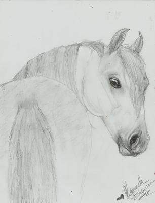 Realistic pencil sketch ... horse : Syed Mrsaleen | thesocialcomment