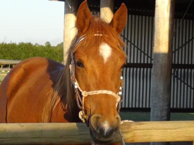 Benji, the crazy and amazing horse I ride at my stables