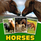 The cover of the online activity book titled Horses Fun Facts About Equines Picture Book Trivia Game, from Fun Facts Freddie.