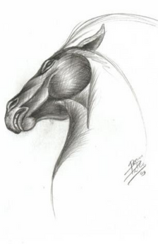 https://www.horsecrazygirls.com/images/horse-drawings-equus-head.png