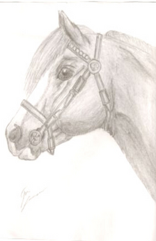 pencil drawing of horse head