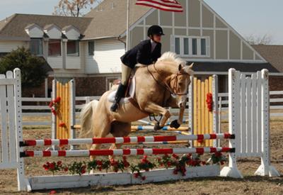 This is my horse, Ryan. I am jumping about 2'6 