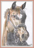 More Horse Drawings