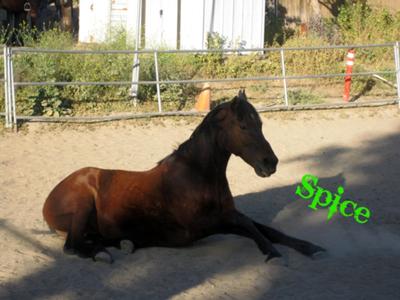 This is my horse, Spice :)