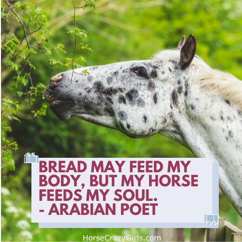 A picture of an Appaloosa horse eating a tree with the quote "Bread may feed my body, but my horse feeds my soul." ~Arabian Poet