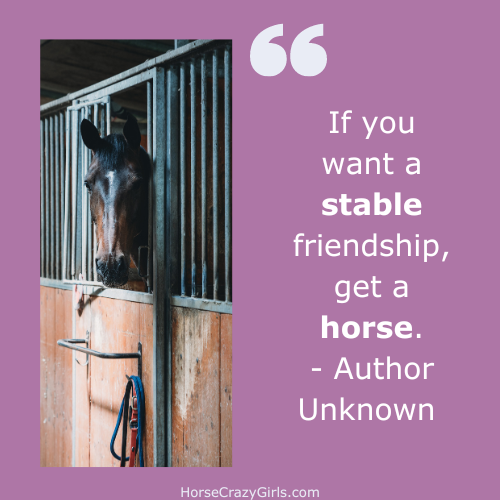 A picture of a horse in the stable with the quote "If you want a stable friendship, get a horse." ~Author Unknown