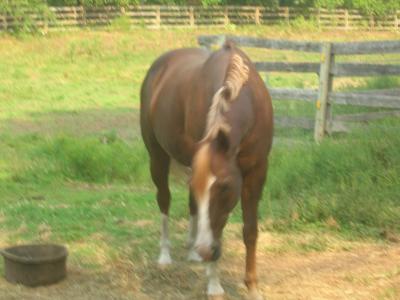 Picture of Bandit the horse