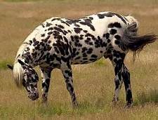 Appaloosa picture