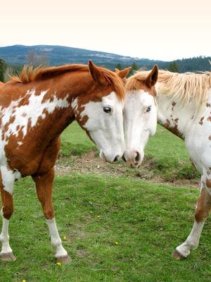 2 horses in love