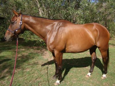 My first horse, Banjo. Do you like my grooming skills?