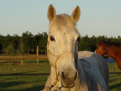 My sister's horse, Suzy