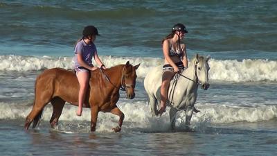 Clifford (Chestnut) and I (front) and Sophie and Suzy (Grey horse)