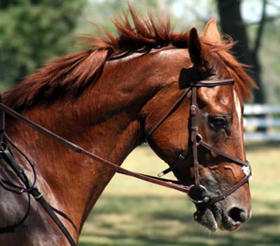 Gorgeous chestnut. Not mine.