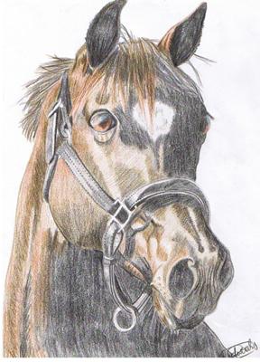 Lorrie Beck  Work Detail Small Horse Head Study Miniature pencil horse  drawing