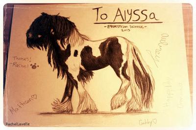 Gypsy Vanner