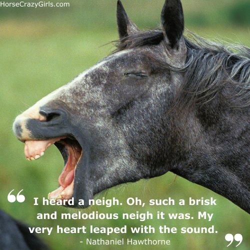 A picture of a grey horse neighing with the quote "I heard a neigh. Oh, such a brisk and melodious neigh it was. My very heart leaped with the sound." - Nathaniel Hawthorne