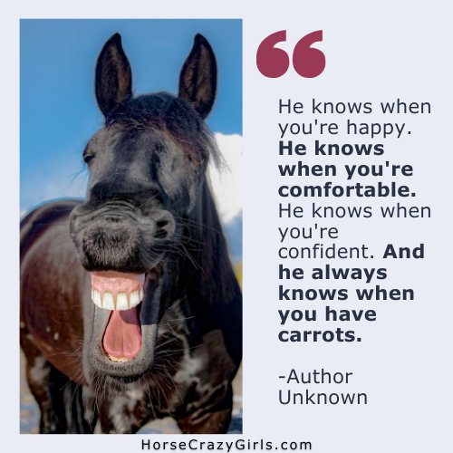 A picture of a black horse with his lip curled with the words "He knows when you're happy. He knows when you're comfortable. He knows when you're confident. And he always knows when you have carrots."