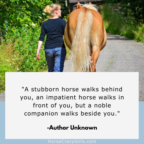 Woman walking with her horse. The quote on the picture says A stubborn horse walks behind you, an impatient horse walks in front of you, but a noble companion walks beside you.