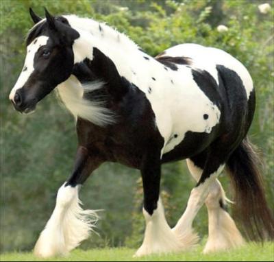 Regal Elegance in her pasture.