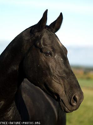 horse love