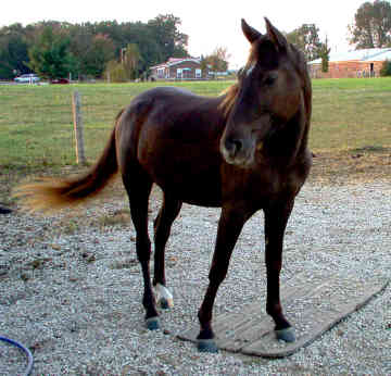 this is my horse mixer. he's a rocky mt. horse and also trigger's cousin