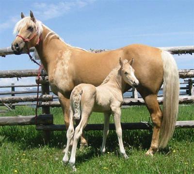 Dream Catcher and her foal Sanata