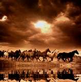 A photo taken of the wild horses by my ranch