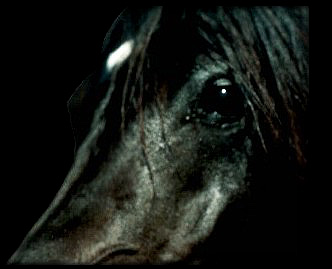 Gorgeous Horse Close Up