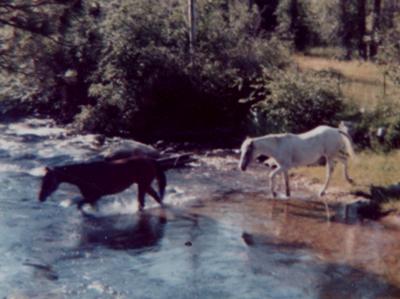 Colorado Riding Horses