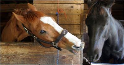 TWO OF MY HORSE AMIGOS CHUCK AND LENNY!!!!!!!