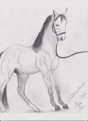 Saddlebred