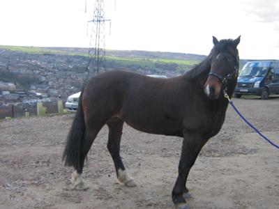 A Beautiful suspicious dark bay mare.