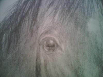 Horse Eye