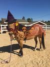 Halloween Witch pony