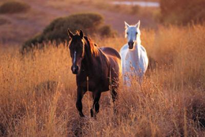 Horse picture from Internet