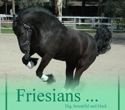 Fav. Breed: FRIESIAN