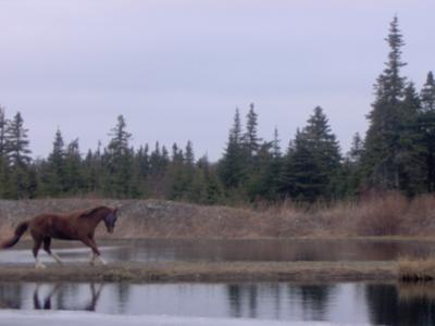 this is my horse bueno running on the land in the water just next to our barn i thought this pic was gourgeus or buetyful!